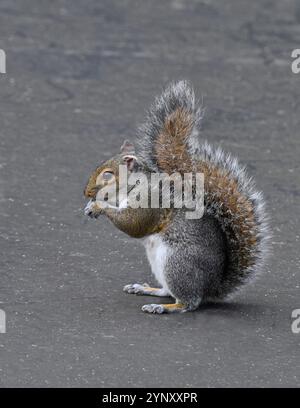 Uno scoiattolo grigio, uno scoiattolo albero, in piedi sulle gambe posteriori mangiando qualcosa. Sciurus carolinensis. Primo piano, ben focalizzato, sfondo grigio. Foto Stock