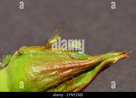 Afidi di rose alate e senza ali, Macrosiphum rosae, che si nutrono di un bocciolo di rosa. Un afide vivente è ancora steso sulla schiena dove è stato lasciato cadere. Foto Stock