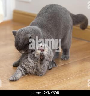 Primo piano di un gatto grigio britannico Shorthair e di un gattino grigio britannico Longhair giocano a combattere Foto Stock