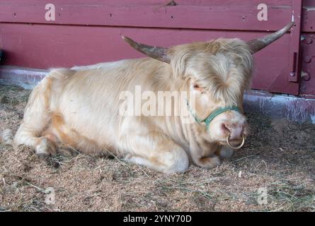 Ritratto ravvicinato di una mucca cornea che giace in una stalla, British Columbia, Canada Foto Stock