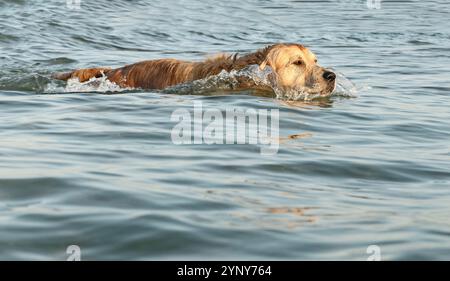 Vista ravvicinata di un cane labrador retriever che nuota nel mare, Bulgaria Foto Stock