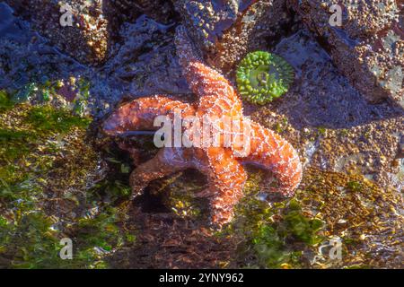 Primo piano di una stella marina arancione su una roccia con la bassa marea, Isola di Vancouver, Columbia Britannica, Canada Foto Stock