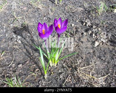 I crochi viola brillanti emergono dal terreno ricco quando inizia la primavera. Questi fiori sono circondati da macchie di erba verde, che mostrano il rinnovamento della natura Foto Stock