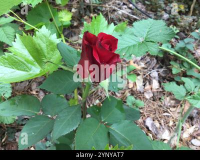 Una bella rosa rossa profonda si distingue tra foglie verdi in un ambiente naturale. Il fogliame circostante aggiunge uno sfondo vivace, mettendo in mostra il suo delicato animale domestico Foto Stock