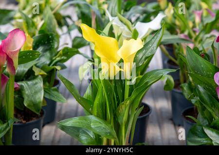 Corazon Calla Lilly fiore giallo Foto Stock