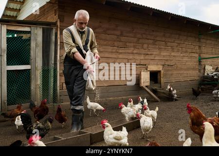 Uomo anziano con tute blu scuro e camicia grigia che versa avena nella mangiatoia mentre dà da mangiare alle galline con una borchia di legno nel cortile Foto Stock