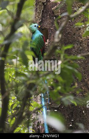 Quetzal (Pharomachrus mocinno), riserva biologica Bosque Nubosa, Costa Rica, America centrale Foto Stock