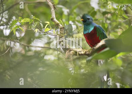 Quetzal (Pharomachrus mocinno), riserva biologica Bosque Nubosa, Costa Rica, America centrale Foto Stock