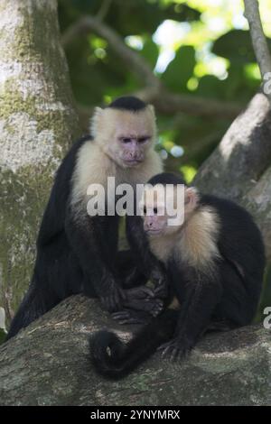 Scimmie cappuccine dalle spalle bianche (Cebus capucinus), Parco Nazionale Manuel Antonio, Costa Rica, America centrale Foto Stock