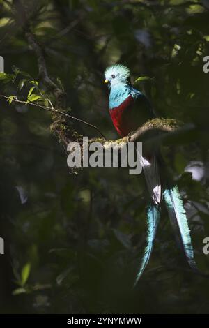 Quetzal (Pharomachrus mocinno), riserva biologica Bosque Nubosa, Costa Rica, America centrale Foto Stock