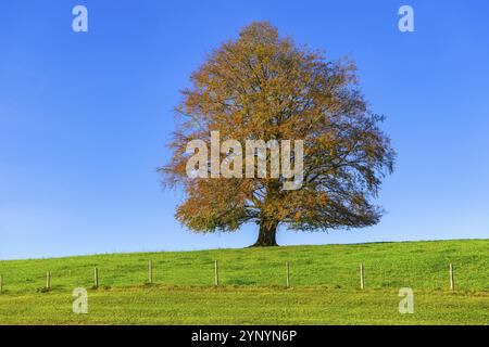 Un unico albero in autunno in un prato sotto un cielo azzurro, faggio di rame (Fagus sylvatica) in autunno, Rieden am Forggensee, Ostallgaeu, Allgaeu, Swabi Foto Stock