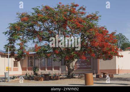 Albero di fiamma (Delonix regia) di fronte al consiglio comunale di Outjo, regione di Kunene, Namibia, Africa Foto Stock