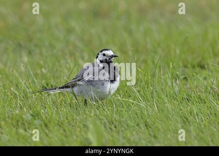 Coda di cavallo bianca (Motacilla alba) che si forgia su un prato in un giardino, Wilnsdorf, Renania settentrionale-Vestfalia, Germania, Europa Foto Stock