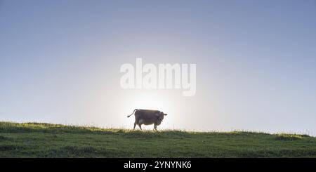 Allgaeuer Braunvieh, razza bovina domestica (Bos primigenius taurus), su un pascolo nei pressi di Fuessen, Alpi Allgaeuer, Allgaeu, Baviera, Germania, Europa Foto Stock