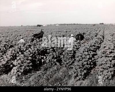 Coltivare cotone nella King and Anderson Plantation, vicino a Clarksdale. Delta del Mississippi, Mississippi Foto Stock