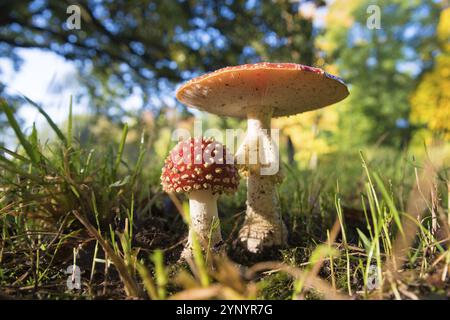 Primo piano di bellissimi funghi muscolari Amanita in una foresta autunnale Foto Stock