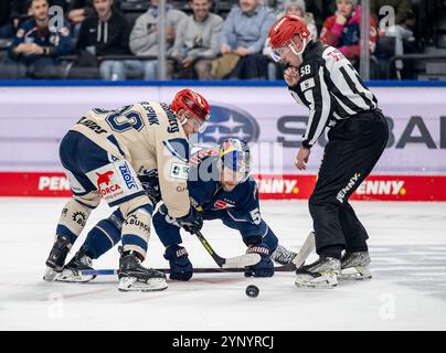 Linesperson Lukas Pfriem fuehrt ein bully / Faceoff aus zwischen Tylor Spink (Schwenninger Wild Wings, n. 90) e Patrick Hager (EHC Red Bull Muenchen, n. 52). GER, EHC Red Bull Muenchen vs. Schwenninger Wild Wings, Eishockey, DEL, 20. Spieltag, Saison 2024/2025, 26.11.2024. Foto: Eibner-Pressefoto/Heike Feiner Foto Stock