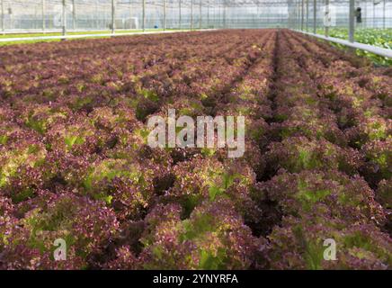 Coltivazione di lattuga rossa in una serra commerciale Foto Stock