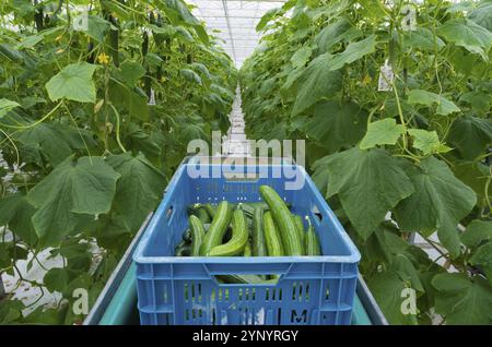 Cetrioli raccolti in una serra commerciale Foto Stock