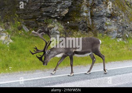 Renne che camminano sulla strada in Norvegia Foto Stock