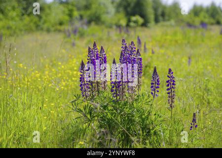 Gruppo di fiori di lupino viola in fiore Foto Stock