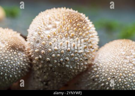 Primo piano di bellissimi funghi in una foresta autunnale Foto Stock