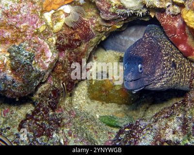 Anguilla Moray nel mare rosso Foto Stock