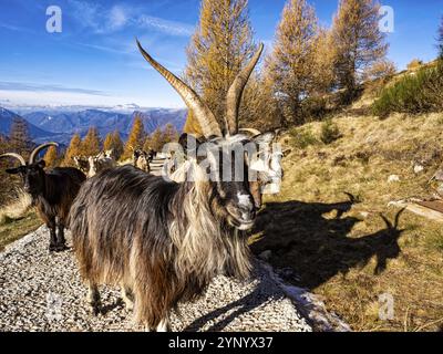 Primo piano di una capra nelle alpi italiane Foto Stock