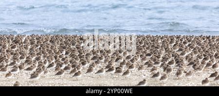 Dunlin Calidris alpina sulla riva in primavera Columbia Britannica Canada. Uccelli in riva al mare. Stormo di molti piccoli uccelli che dormono sulla sho Foto Stock