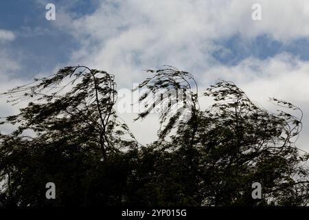 Cime di alberi piegate dai venti forti Foto Stock