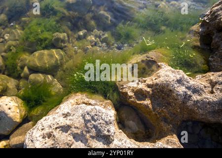 Vista bassa di una spiaggia con rocce. mare calmo, muschio e alghe sulle pietre. Foto Stock