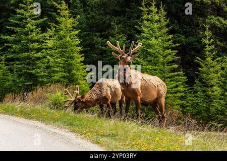 Due cervi pascolano in un campo erboso vicino a una strada. La scena è calma e tranquilla, con il cervo in piedi l'uno vicino all'altro e gli alberi nella ba Foto Stock