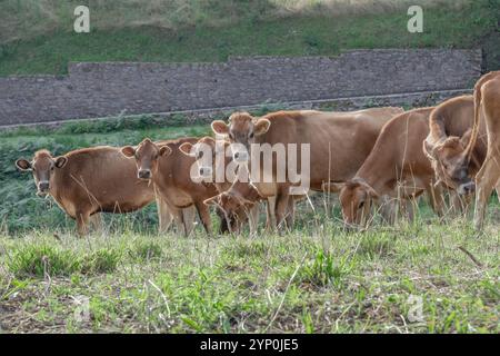 Vista ad angolo alto delle giovani vacche da latte in un campo Foto Stock