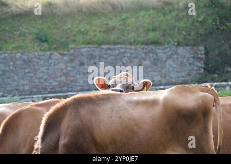 Curiosa mucca Jersey che sta sorvolando un'altra mucca. Foto Stock