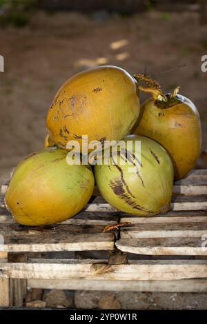 Noci di cocco fresche in vendita, Lombok, West Nusa Tenggara, Indonesia. Foto Stock