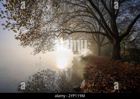 03.11.2024, Germania, Renania settentrionale-Vestfalia, Essen - Autunno dorato sul Lago Baldeney. Gli alberi di aeroplano nella nebbia mattutina sul lungolago. 00X241 Foto Stock
