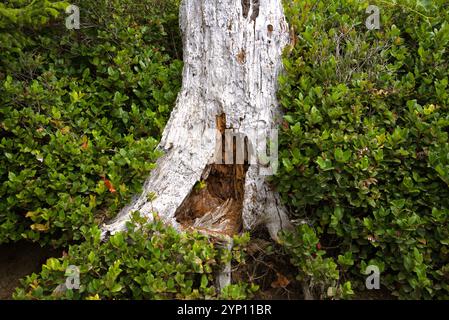 Primo piano di tronchi di alberi sbiancati circondati da vegetazione verde, in particolare Salal (Gaultheria shallon). Foto Stock