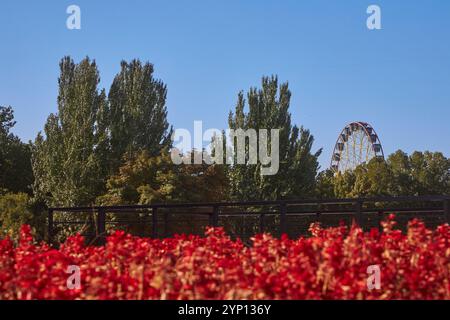 Ruota panoramica circondata da alberi verdi, parco divertimenti Panfilov, vista da Piazza Ala-Too. Bishkek, Kirghizistan Foto Stock