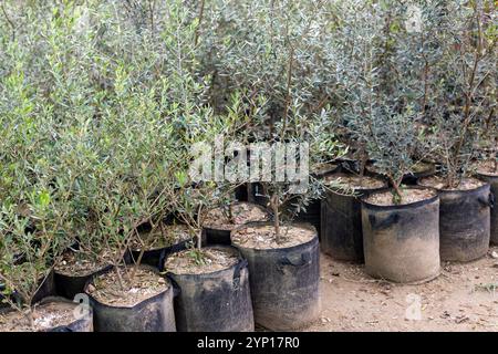 Piantine di olivi che crescono in vivaio. Foto Stock