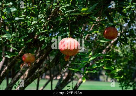 Melograno nel parco Ramat Hanadiv, Memorial Gardens del barone Edmond de Rothschild, Zichron Yaakov, Israele. Foto di alta qualità Foto Stock