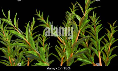 Rappresentazione 3d della Melaleuca alternifolia o comunemente nota come albero del tè Foto Stock