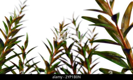 Rappresentazione 3d della Melaleuca alternifolia o comunemente nota come albero del tè Foto Stock