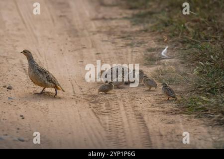 Blocco stradale con francolino grigio o pergamena grigia o famiglia Francolinus pondicerianus con pulcini da spettacolo o bambini che camminano sulla giungla o nella foresta Foto Stock