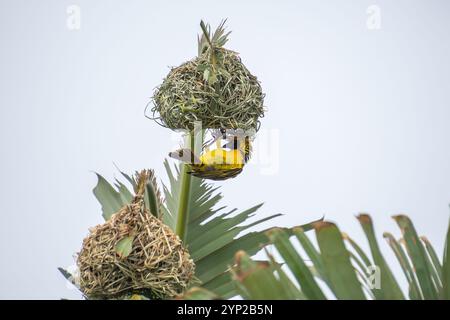 Sudafrica, weaver sta facendo un nido Foto Stock
