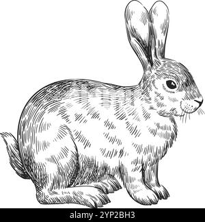 Bel disegno di coniglio. Disegno Lepre. Stampa animale isolata su sfondo bianco Illustrazione Vettoriale