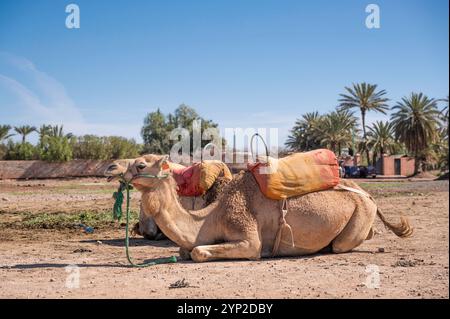 Cammelli riposano su una terra polverosa, nel deserto di Agafay, appena fuori Marrakech, Marocco, Nord Africa Foto Stock