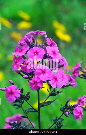 Bright Pink Phlox Paniculata "Cardinal" (Garden Phlox) Fiori coltivati a RHS Garden Harlow Carr, Harrogate, Yorkshire, Inghilterra, Regno Unito. Foto Stock