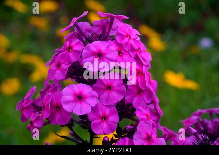 Bright Pink Phlox Paniculata "Cardinal" (Garden Phlox) Fiori coltivati a RHS Garden Harlow Carr, Harrogate, Yorkshire, Inghilterra, Regno Unito. Foto Stock