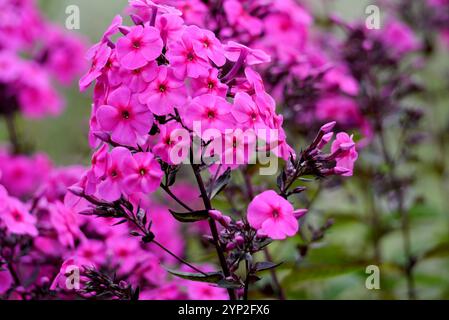 Bright Pink Phlox Paniculata "Cardinal" (Garden Phlox) Fiori coltivati a RHS Garden Harlow Carr, Harrogate, Yorkshire, Inghilterra, Regno Unito. Foto Stock