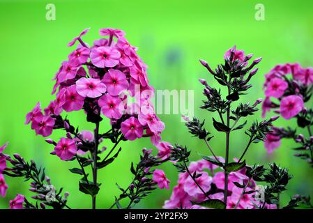 Bright Pink Phlox Paniculata "Cardinal" (Garden Phlox) Fiori coltivati a RHS Garden Harlow Carr, Harrogate, Yorkshire, Inghilterra, Regno Unito. Foto Stock